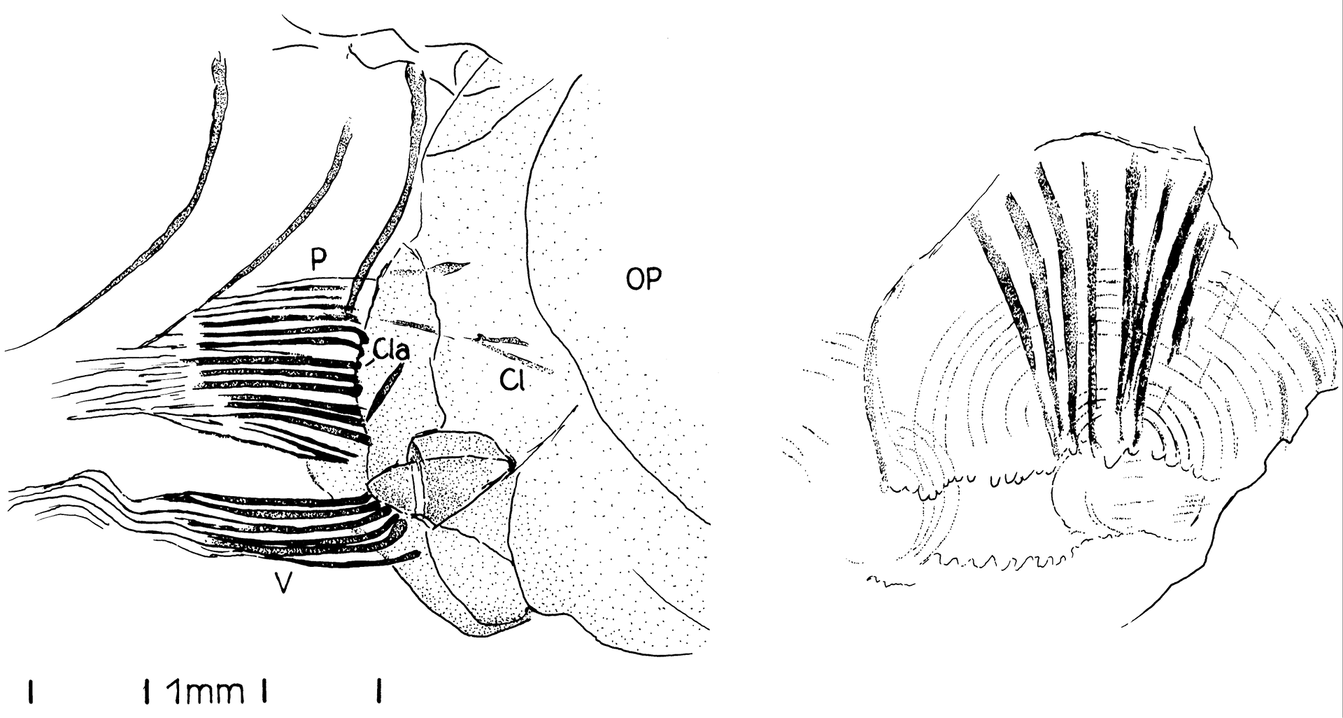 Abb D bleicheriBri2